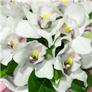 https://bonovo.isisflor.com/fileuploads/Produtos/Bouquets e Ramos/thumb__Bouquet_de_Orquideas_02.jpg